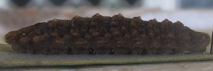 Ogyris amaryllis meridionalis - Final Larvae